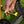 Load image into Gallery viewer, 8mm Hex Driver